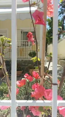 a window view of a house with pink flowers at NN Spata Rooms & Suites near Athens airport in Spáta