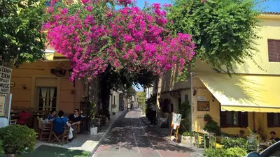 a tree with pink flowers hanging over a street at Under the Acropolis, tiny room, big terrace in Athens