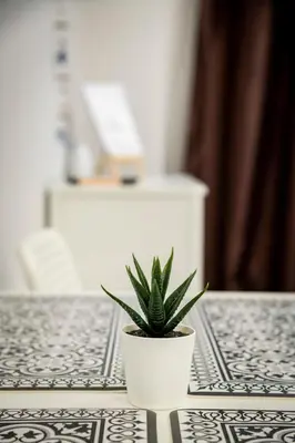 a plant in a white pot on a table at Beautiful studio at Panathenaic Stadium in Athens