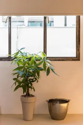 a potted plant sitting on a table next to a window at AM16 Suites Athens in Athens