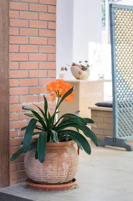 a plant in a pot sitting on the floor at Glyfadas Luxury Design Apartments in Athens