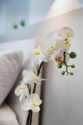 a bunch of white orchid flowers on a wall at HOTEL_TIER in Athens