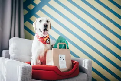 a dog sitting on a chair with a shopping bag at COLORS Hotel Athens in Athens
