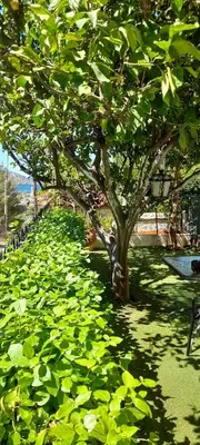 a tree with lots of green leaves on the ground at Cosy guest house with private yard in Saronida
