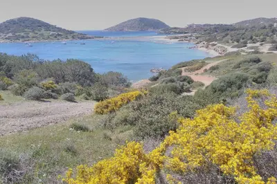 a view of the ocean from a hill with yellow flowers at Cosy guest house with private yard in Saronida