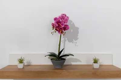 a purple flower in a vase on a wooden shelf at Brand New Aprt with backyard in Lycabettus Hill ! in Athens