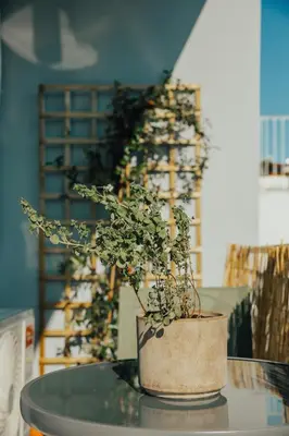 a potted plant sitting on top of a table at Bango Loft Chalandri, with private parking in Athens