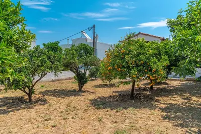 a group of orange trees with a bridge in the background at Villa Artemida Vravrona in Vravrona