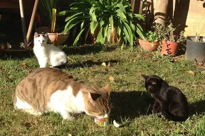 two cats laying on the grass in the yard at h2h Anthi #Comfort apt near Athens in Athens
