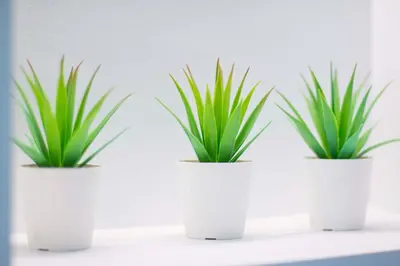 three plants in white pots sitting on a shelf at Marina's Luxury Apartment close to Acropolis in Athens