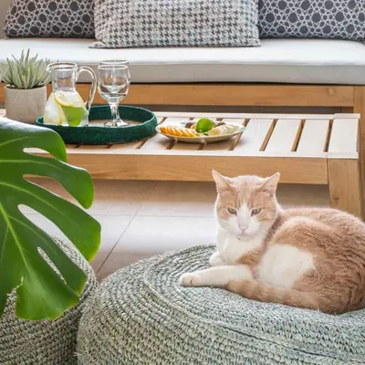 an orange and white cat laying on a couch at Tree Olive Athens in Athens