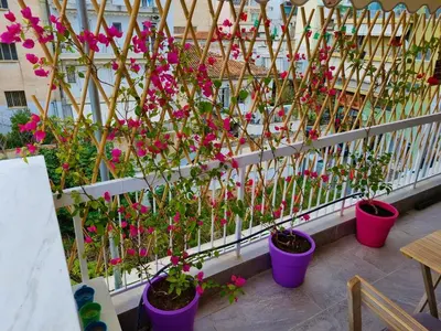 a row of flowers in pots on a balcony at WOW Penthouse Boutique in the heart of Historical Center in Athens