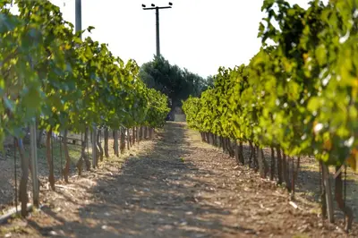 a row of grape vines in a vineyard at Villa Evinoi in Pallíni