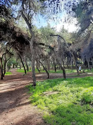a tree lined path in a park with grass and trees at Cozy Apt in Ilisia with Urban Forest View in Athens