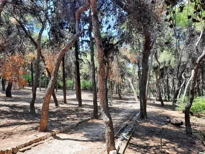 a forest of trees with a tower in the background at Cozy Apt in Ilisia with Urban Forest View in Athens