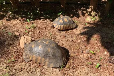 two turtles are sitting on the ground at Athens Riviera Garden Views Apartment #Unoblu in Athens