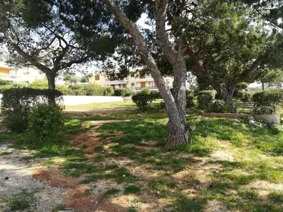 a group of trees in a yard with grass at Studio Agia Marina Koropi in Aghia Marina