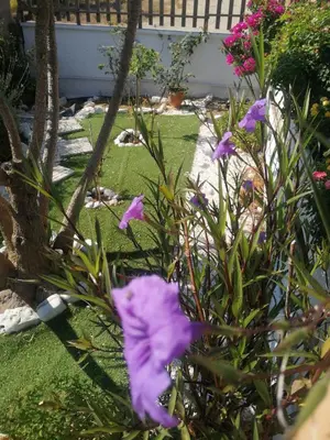 a purple flower is growing in a garden at La casa de PortoRafti in Porto Rafti