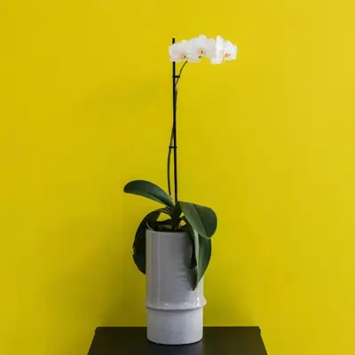 a white flower in a white vase on a table at Iasonos Suites Athens in Athens