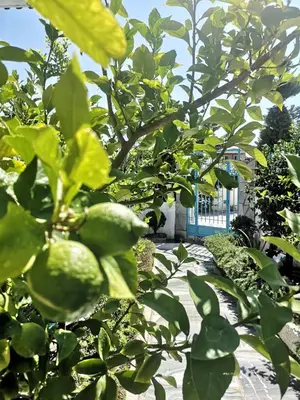a tree with green leaves in a garden at Ferienhaus Athens Marmor Garden in Kalívia Thorikoú