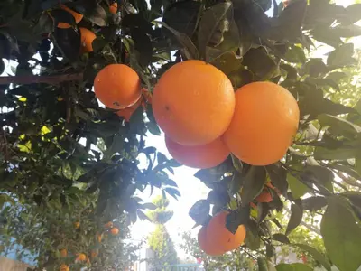 a bunch of oranges hanging from a tree at Ferienhaus Athens Marmor Garden in Kalívia Thorikoú