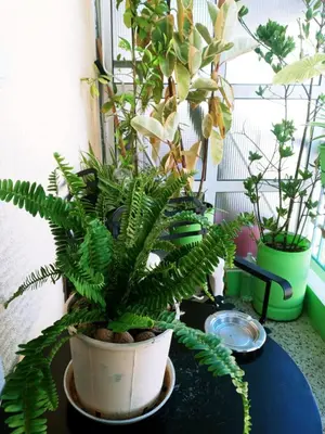 a group of potted plants on a table at Athens Neoclassical in Athens