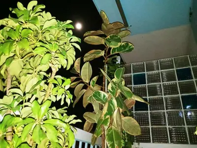 a green plant sitting next to a bunch of tiles at Athens Neoclassical in Athens