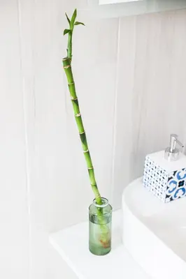 a bamboo plant in a glass vase on a sink at Calypso Apartment in Athens