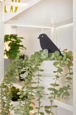 a black bird sitting on top of a plant at Chloe Boutique Apartments Nikis in Athens