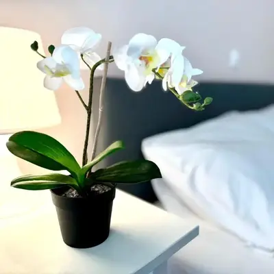 Sun Beach Apartment