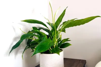 a green plant in a white pot on a table at Santo House in Athens