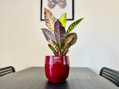 a red vase sitting on a table with a plant at CK apartment view acropole in Athens