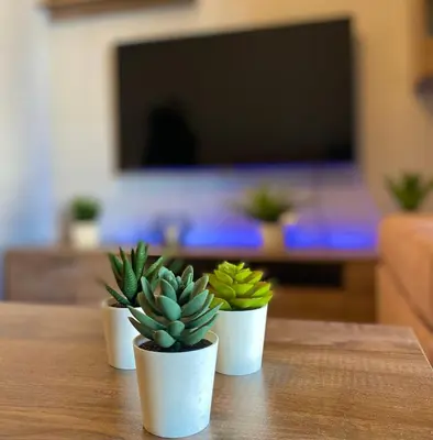 three potted plants sitting on top of a table at Luxury suite 10’ from the center in Athens
