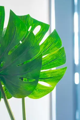a green plant with green leaves on a window at Museum Apartment - Fix B, Athens in Athens