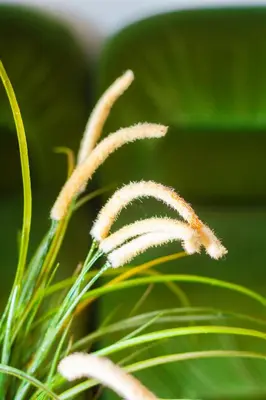 a group of white flowers on a green plant at Museum Apartment - Fix B, Athens in Athens