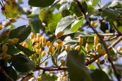 a bunch of yellow fruits on a tree at Villa Oasis with Large Pool Athenian Riviera Lagonissi in Lagonissi