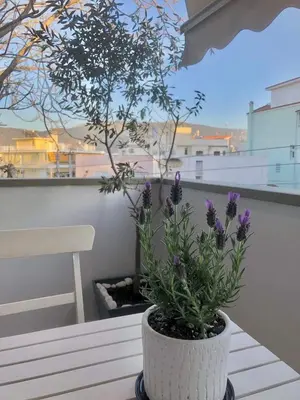 a plant in a white pot sitting on a table at Tony's suite with parking in Athens
