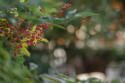 a bunch of red berries on a tree at Vintage-style Garden Apartment in Athens