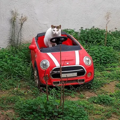 a cat sitting in the front of a red car at Αcacia House - Fully Equipped Apartment in Glyfada in Athens