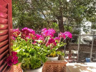 three pots of flowers are sitting on a porch at Under the Rock of Acropolis by YHA in Athens