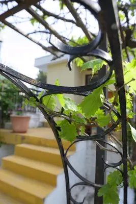 a branch of a tree with green leaves at Marin Holiday in Dhaskalión