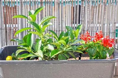 a planter with plants and red flowers in front of a fence at Koukaki sunshine roof apartment in Athens