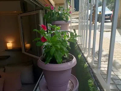 two potted plants sitting on a balcony at Kallimarmaro Refuge in Athens