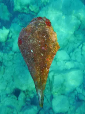a piece of food sticking out of the water at Villa-Agave , by the sea in Porto-Rafti outside Athens in Porto Rafti