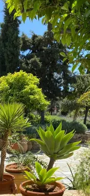 a group of potted plants in a garden at Villa-Agave , by the sea in Porto-Rafti outside Athens in Porto Rafti