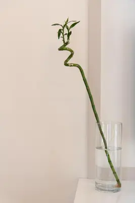 a plant in a glass vase on a table at MEDLUXE LUXURY APARTMENT ! in Athens