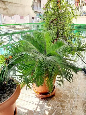 a palm plant in a large pot on a patio at Large terrace apartment near city centre in Athens