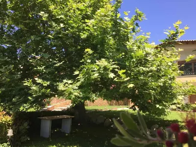 a tree in a yard with a bench under it at Platanus Gardenhouse in Anavissos