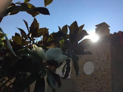 a plant in front of a building with the sun behind it at Platanus Gardenhouse in Anavissos