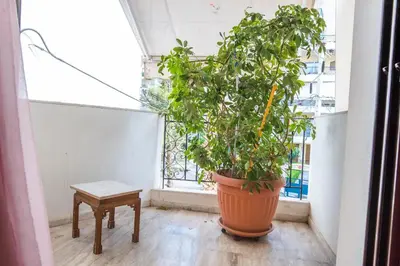 a large potted plant in a room with a window at Sunny Apartment in Athens